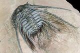 Kettneraspis Prescheri Trilobite - Long Occipital Spine #74705-4